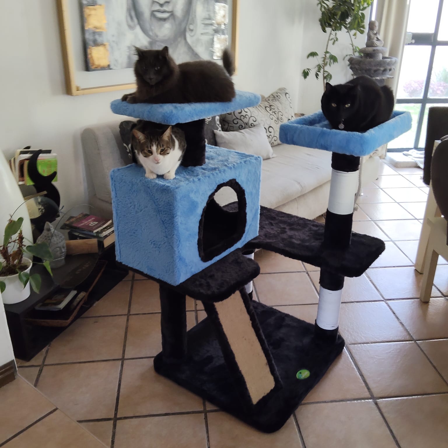 Gatos descansando y jugando en un centro de entretenimiento CATSAS